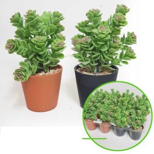 Arbolito Maceta 573/585 Plast 16x7cms*